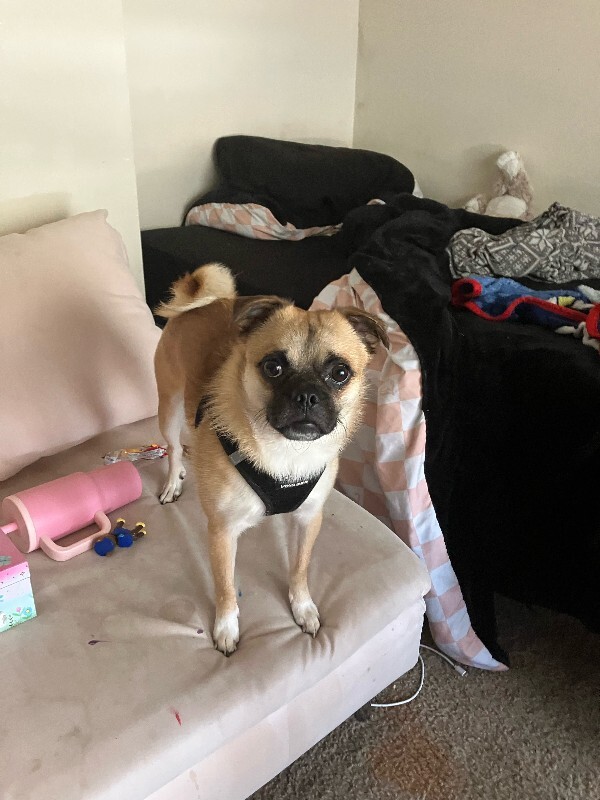 Picture of the Animal Listed