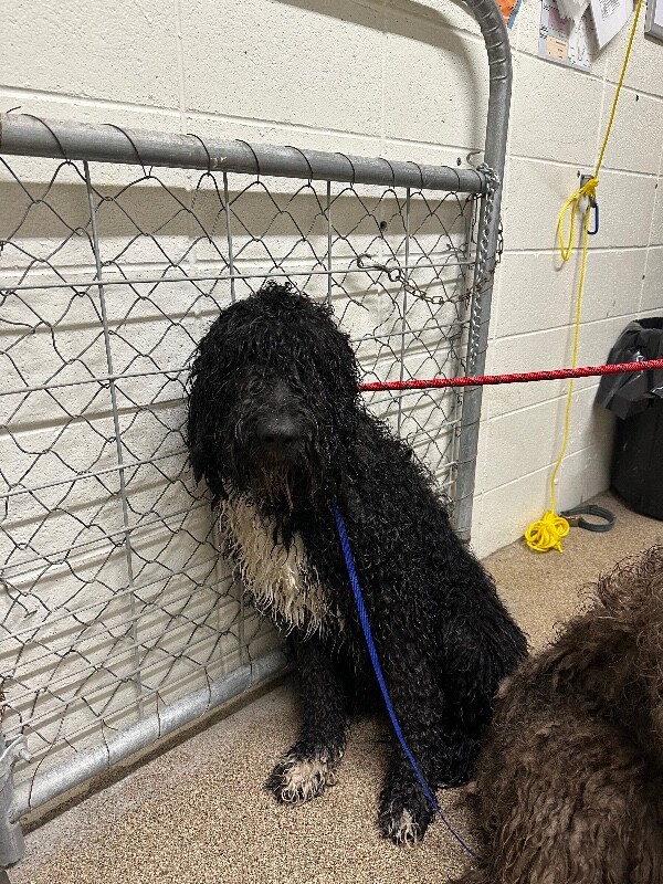 Picture of the Animal Listed