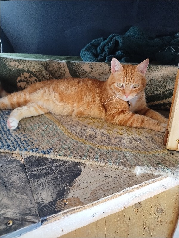 Picture of the Animal Listed