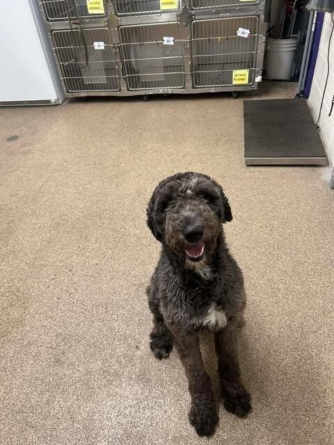 Picture of the Animal Listed