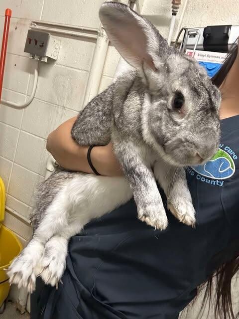 Picture of the Animal Listed