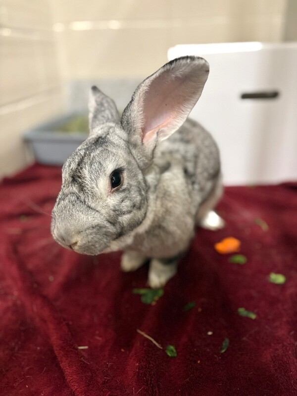 Picture of the Animal Listed