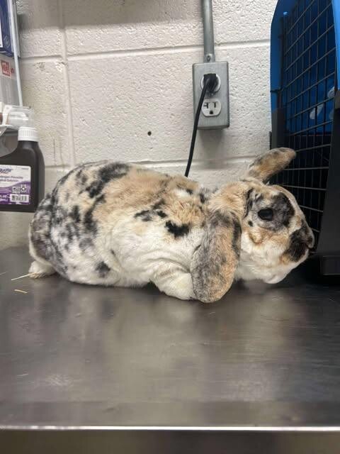 Picture of the Animal Listed