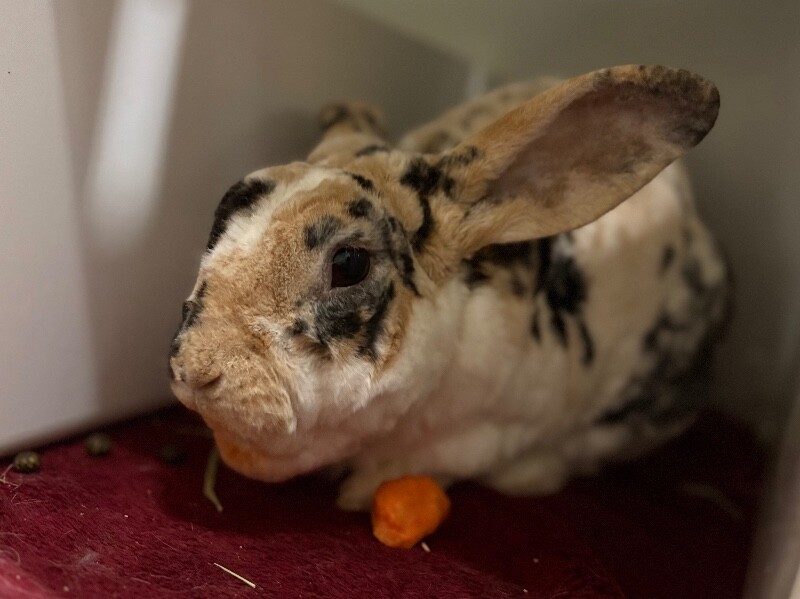 Picture of the Animal Listed