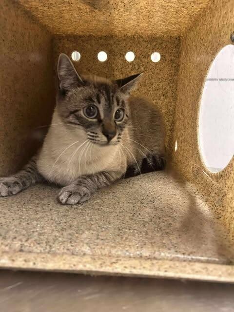 Picture of the Animal Listed