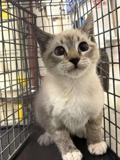 Picture of the Animal Listed