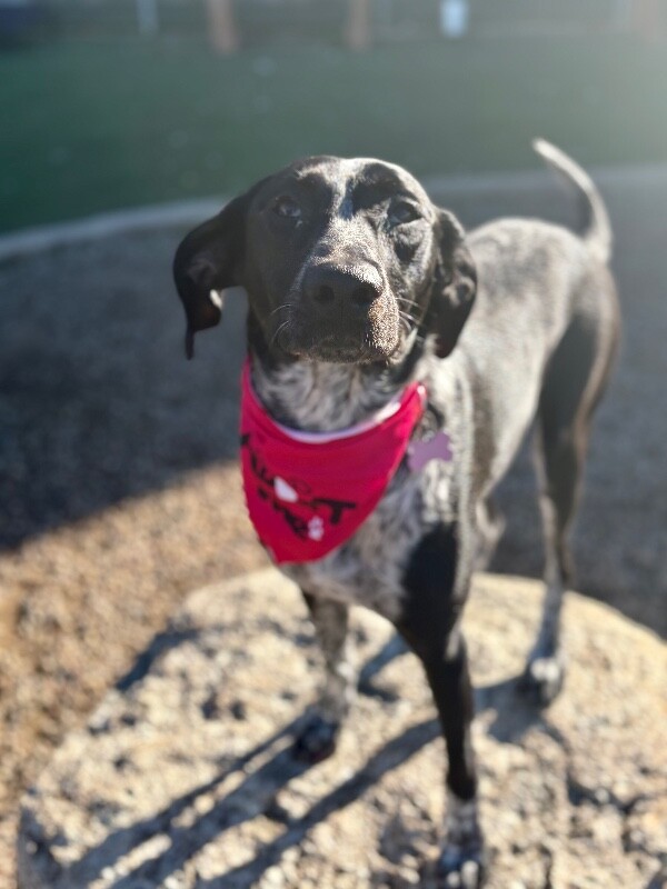 Picture of the Animal Listed