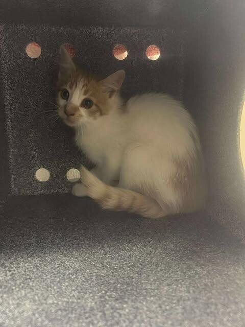 Picture of the Animal Listed