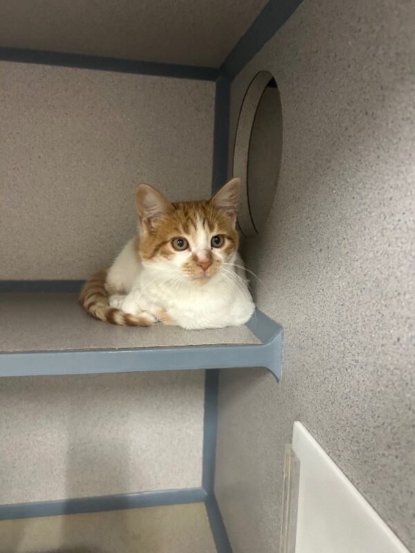 Picture of the Animal Listed