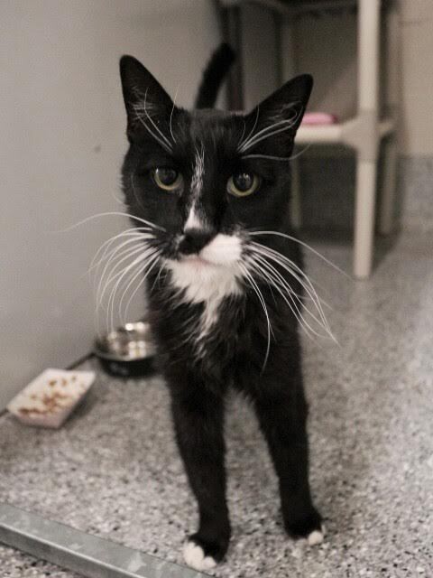 Picture of the Animal Listed