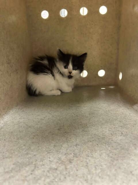 Picture of the Animal Listed