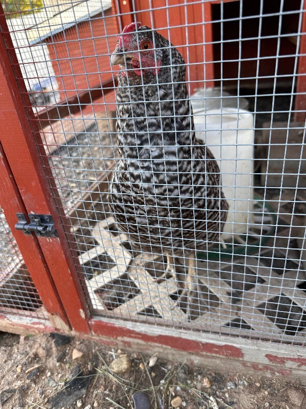Picture of the Animal Listed