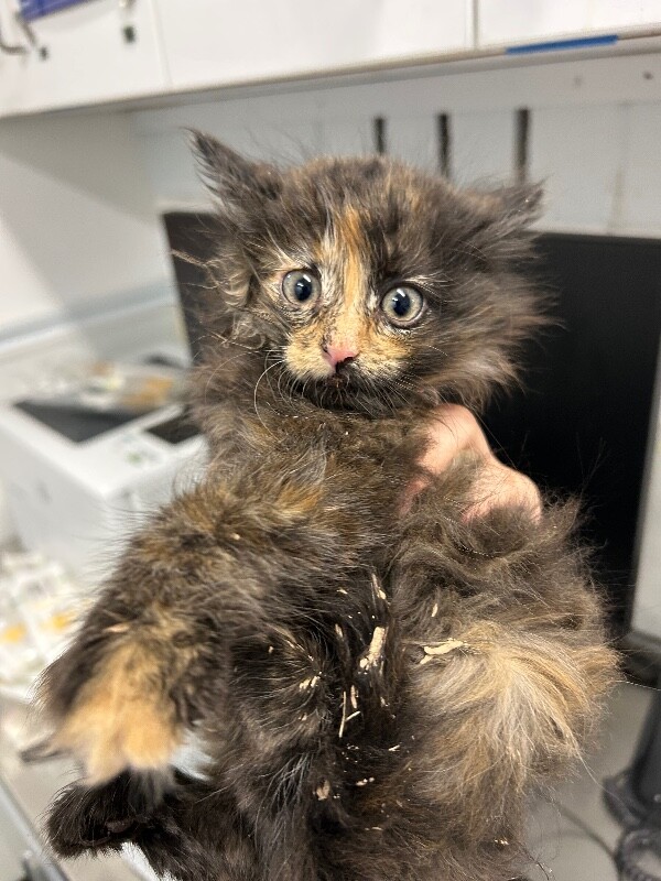 Picture of the Animal Listed