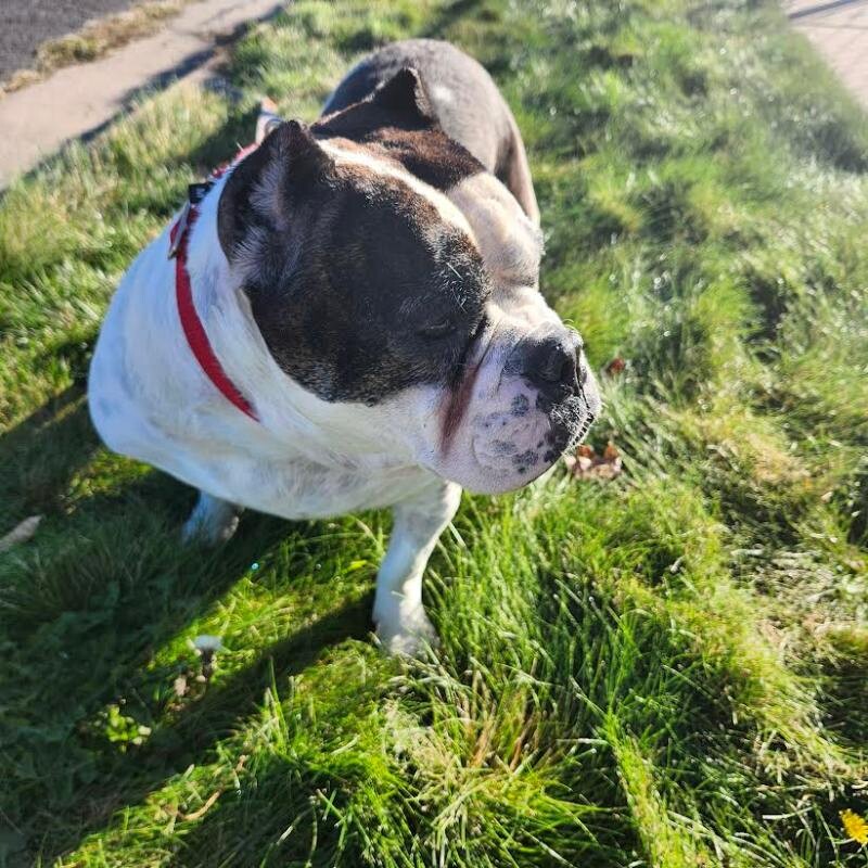 Picture of the Animal Listed