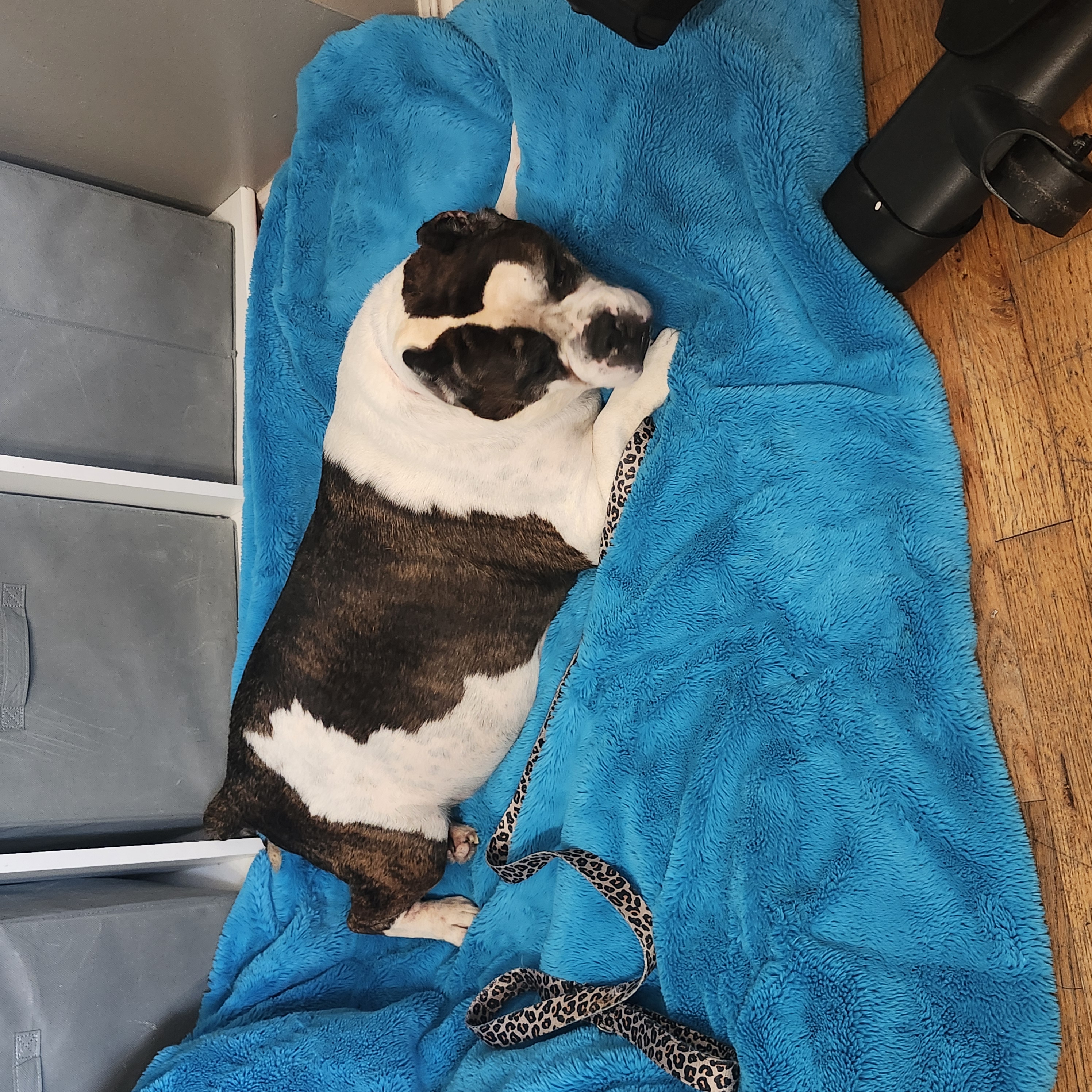 Picture of the Animal Listed