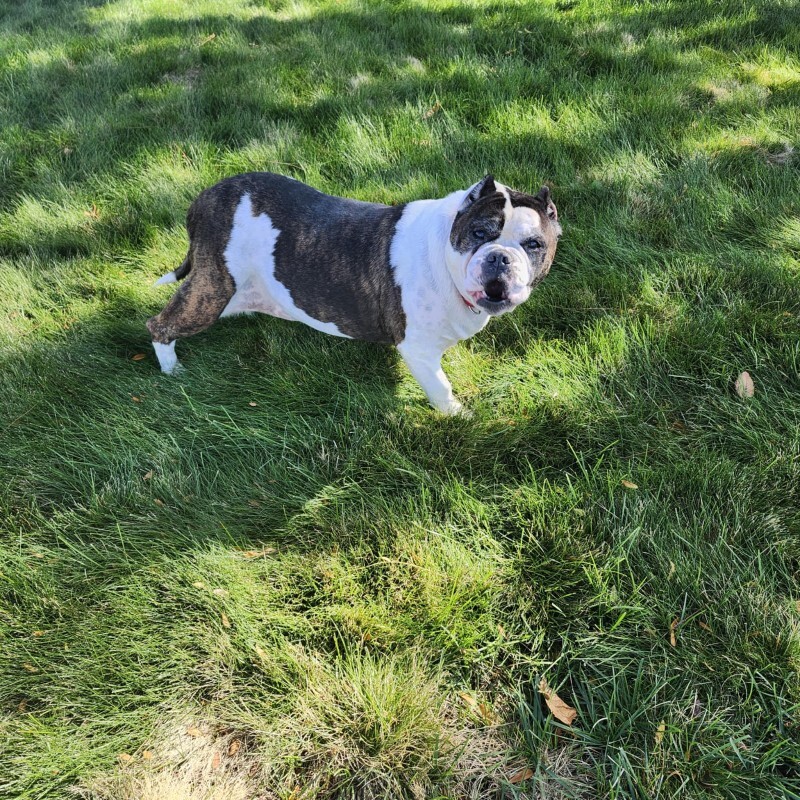 Picture of the Animal Listed