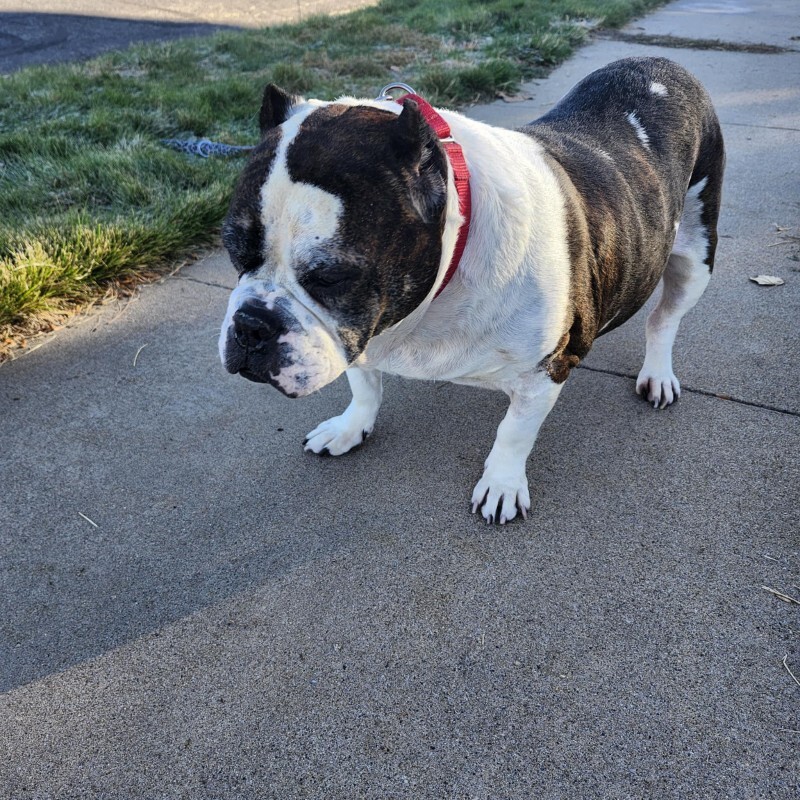 Picture of the Animal Listed