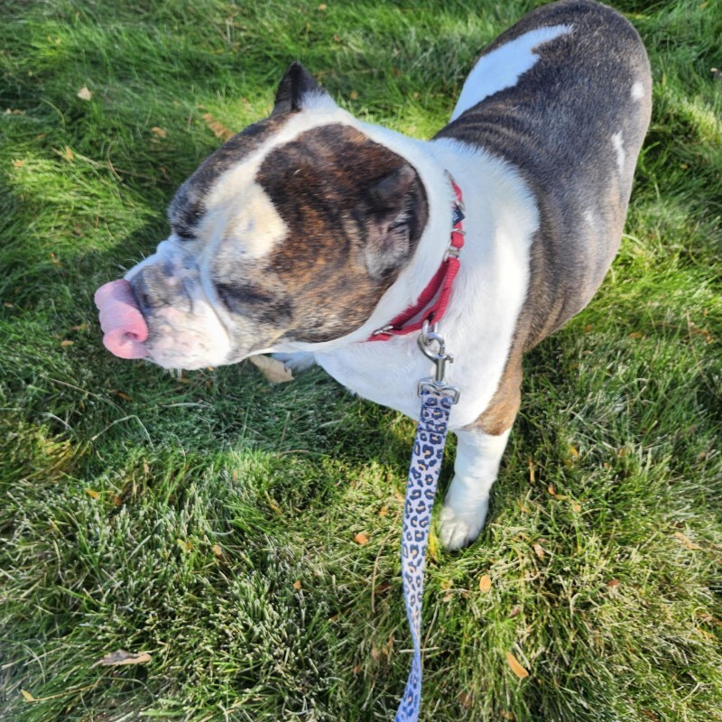 Picture of the Animal Listed