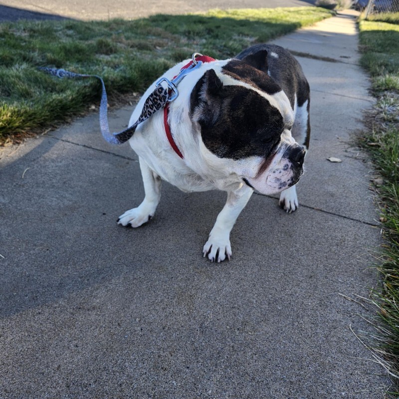 Picture of the Animal Listed