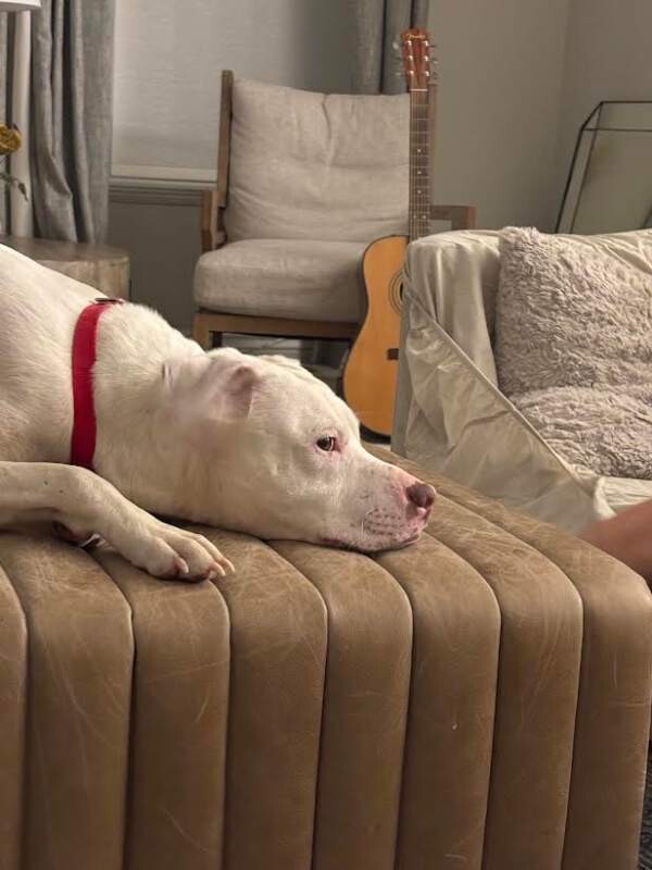 Picture of the Animal Listed