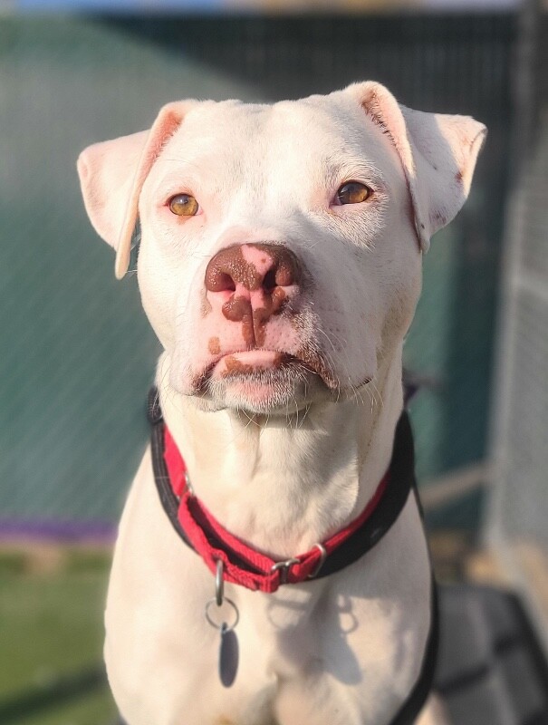 Picture of the Animal Listed