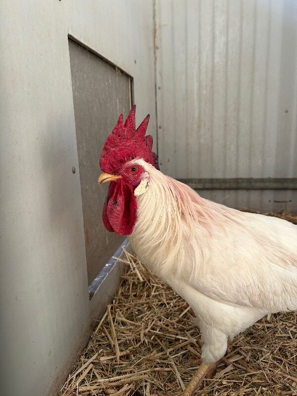 Picture of the Animal Listed