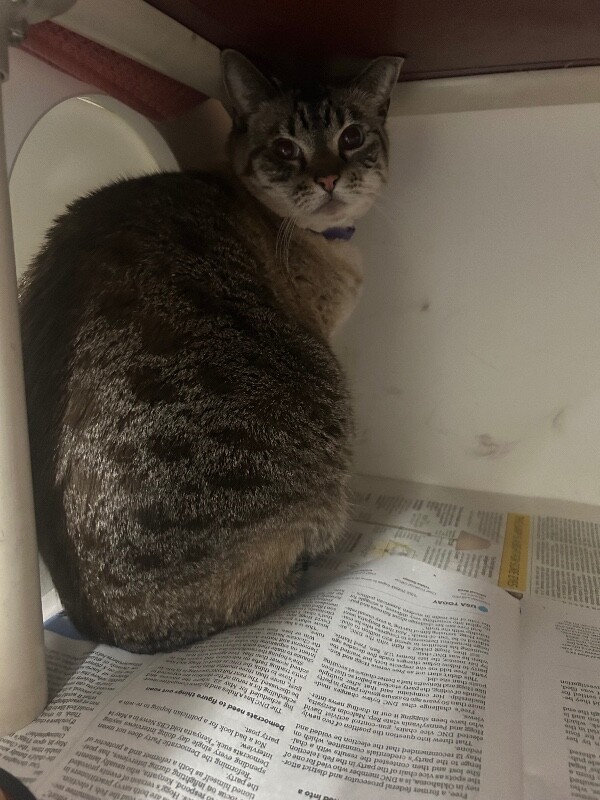 Picture of the Animal Listed