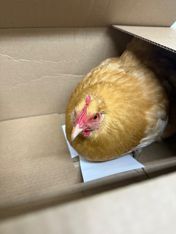 Picture of the Animal Listed
