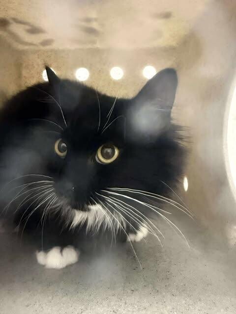 Picture of the Animal Listed
