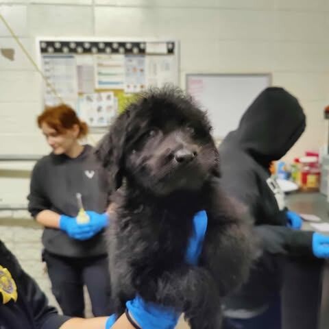 Picture of the Animal Listed