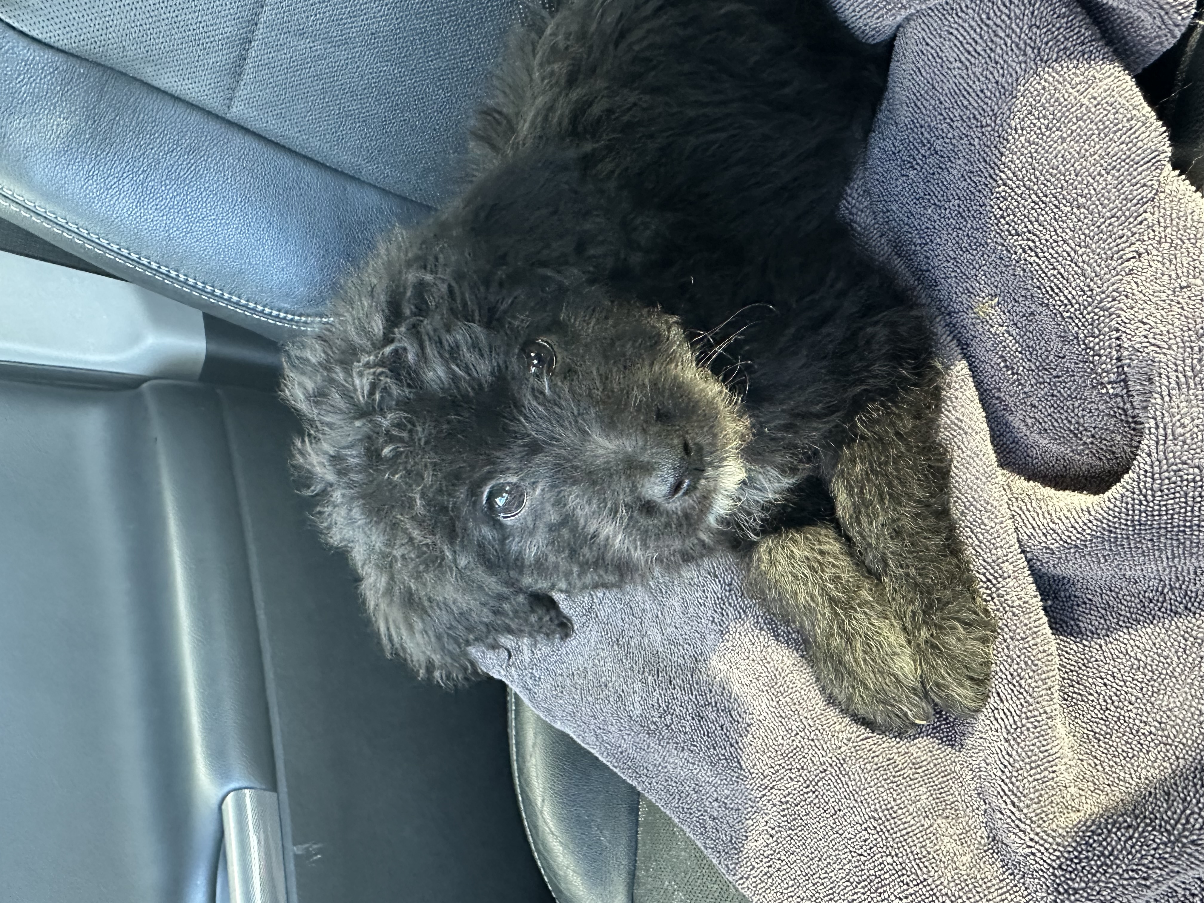 Picture of the Animal Listed