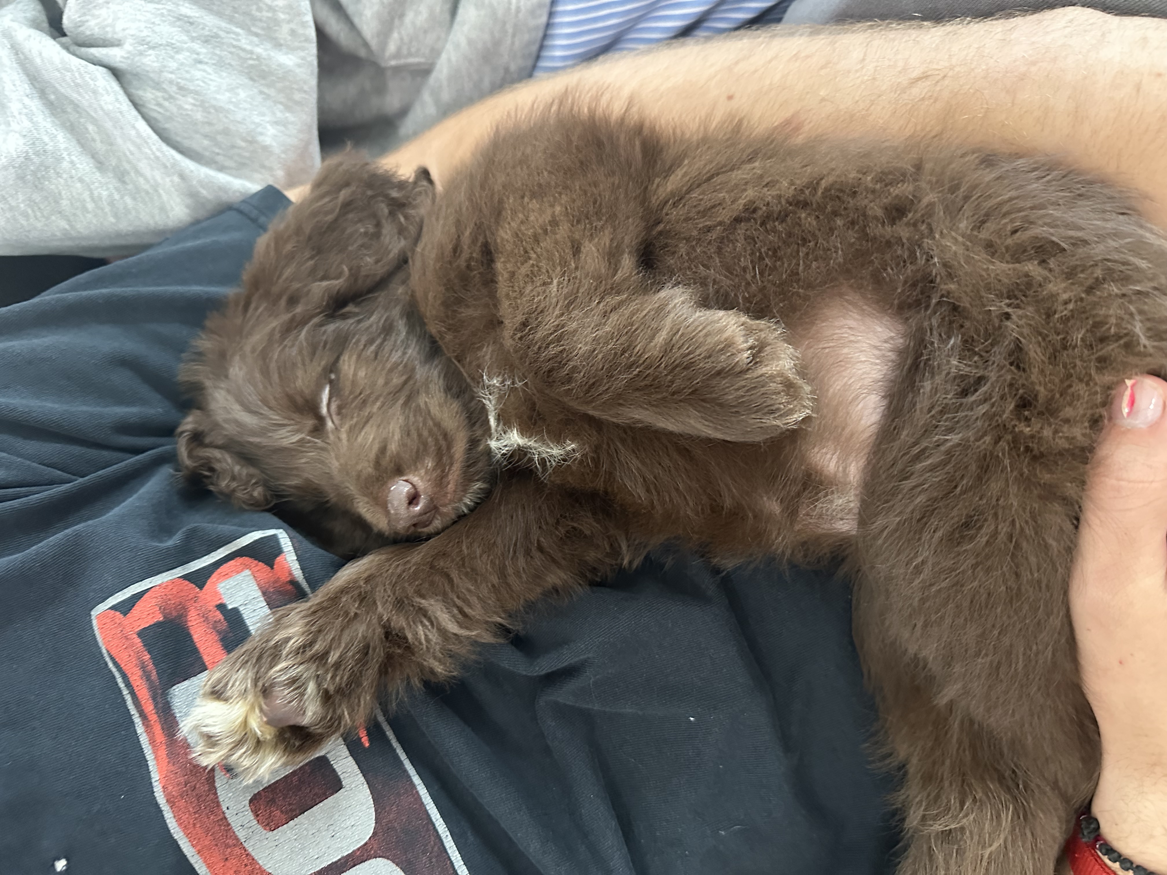 Picture of the Animal Listed