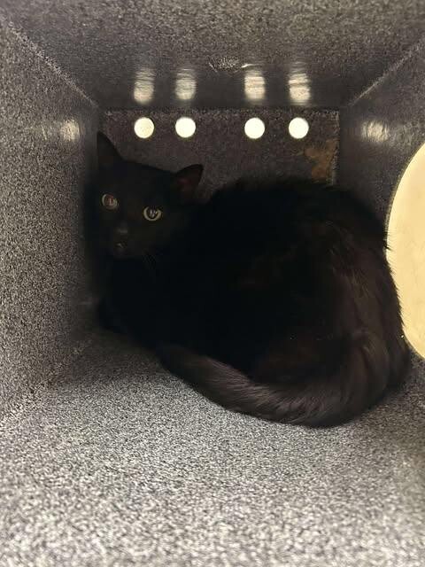 Picture of the Animal Listed