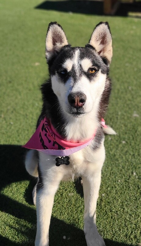 Picture of the Animal Listed