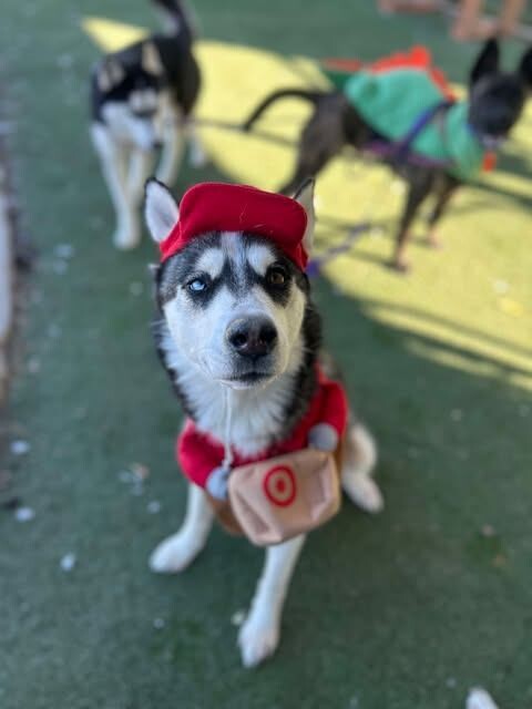 Picture of the Animal Listed