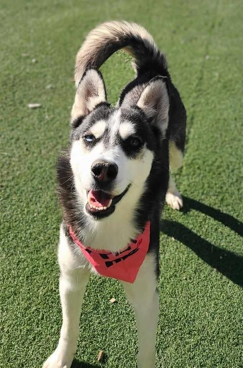 Picture of the Animal Listed