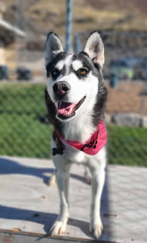 Picture of the Animal Listed