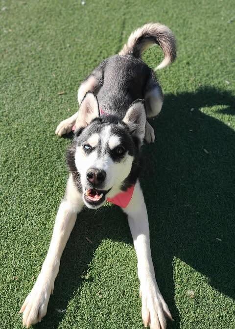 Picture of the Animal Listed