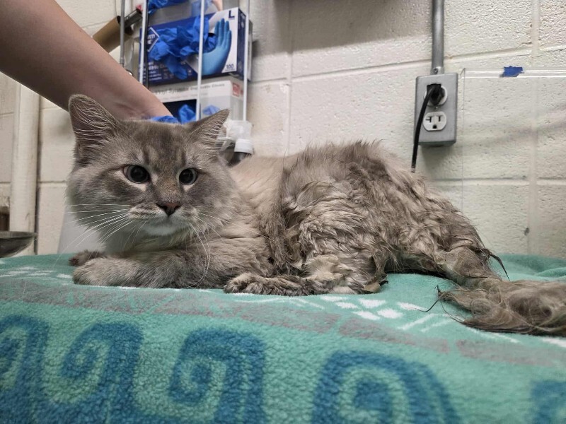 Picture of the Animal Listed