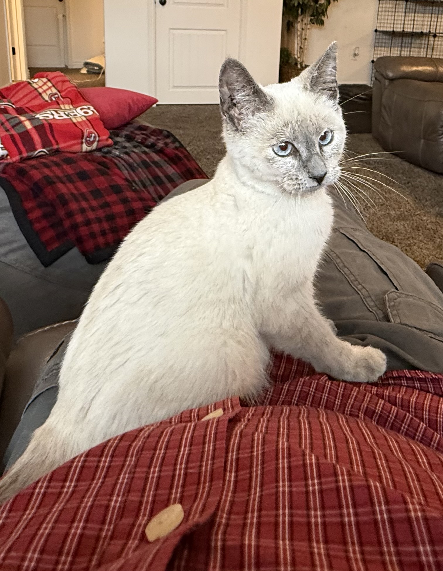 Picture of the Animal Listed