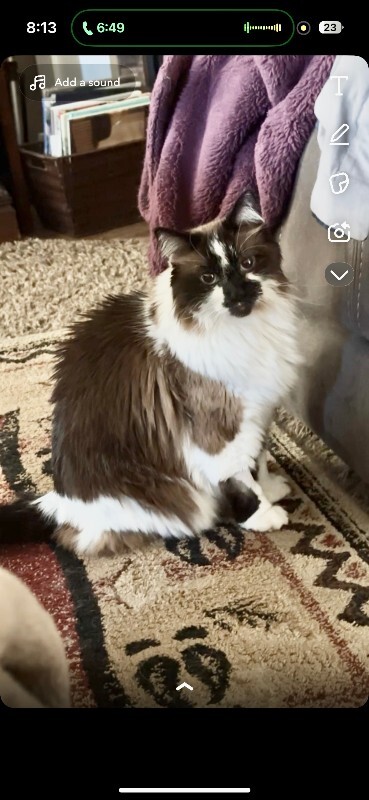 Picture of the Animal Listed