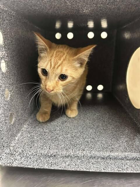 Picture of the Animal Listed