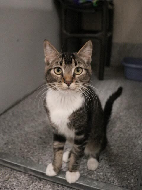 Picture of the Animal Listed