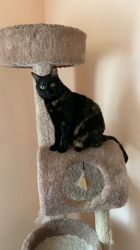 Picture of the Animal Listed