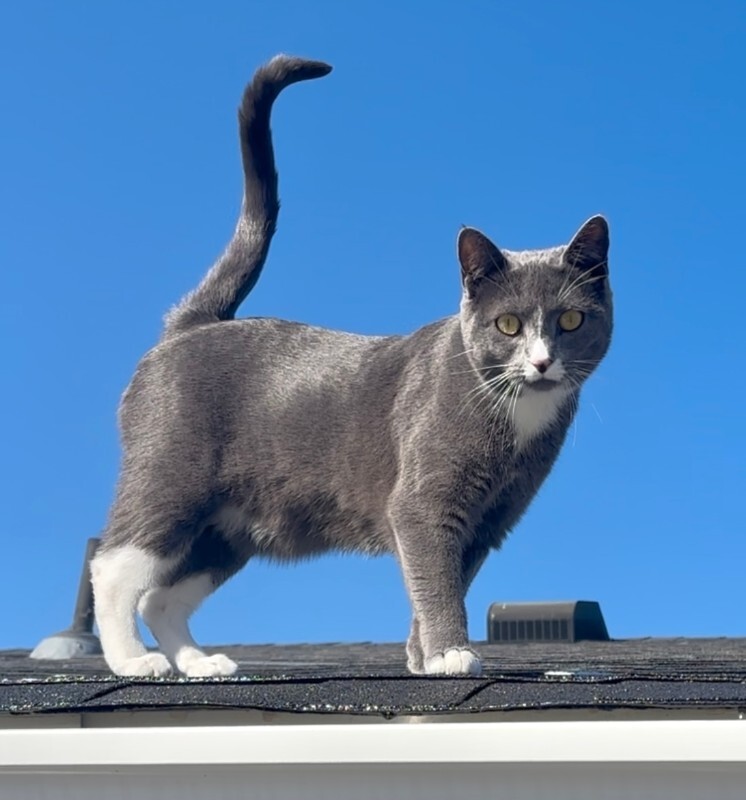 Picture of the Animal Listed