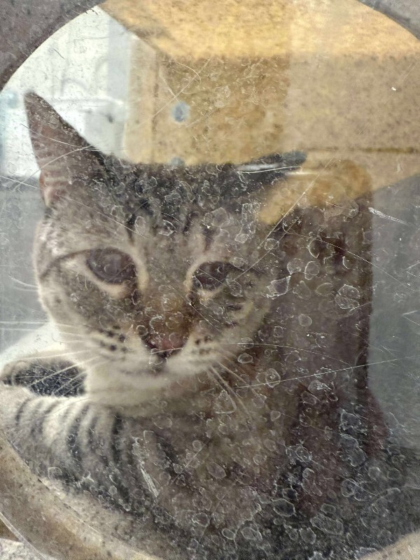 Picture of the Animal Listed