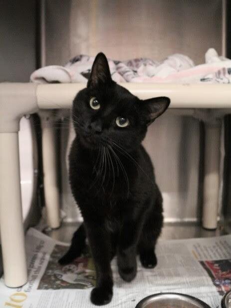 Picture of the Animal Listed