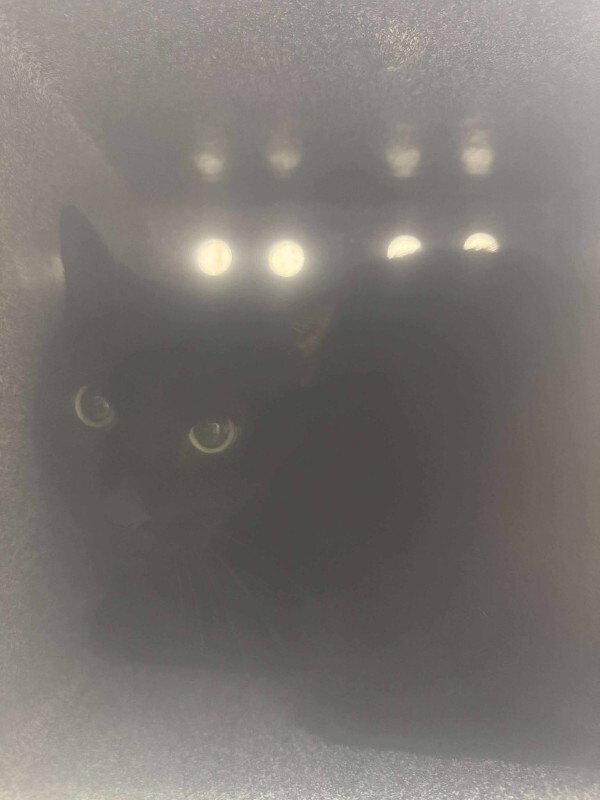 Picture of the Animal Listed