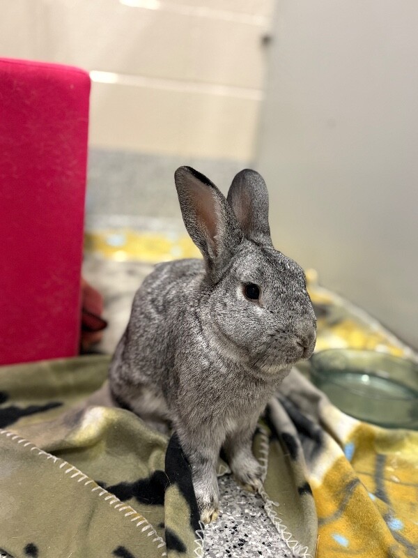 Picture of the Animal Listed