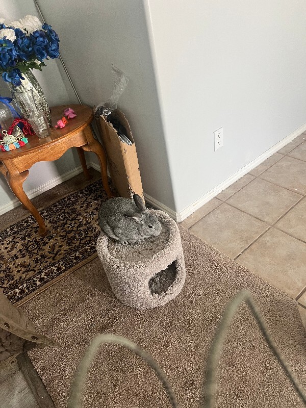 Picture of the Animal Listed